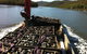 Sydney Oyster Farm Tour And Seafood Lunch On A Secluded Beach - thumb 2