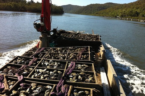 Sydney Oyster Farm Tour And Seafood Lunch On A Secluded Beach - Australia Accommodation 2