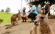Private Blue Mountains High Country Day Trip From Sydney - thumb 1