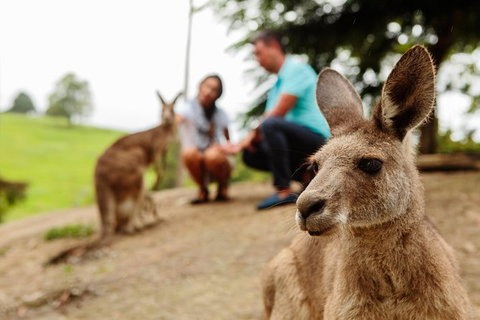 Private Blue Mountains High Country Day Trip From Sydney - Australia Accommodation 1