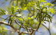 Pecan Farm Tour And Workshop, Byron Bay Hinterland - thumb 2