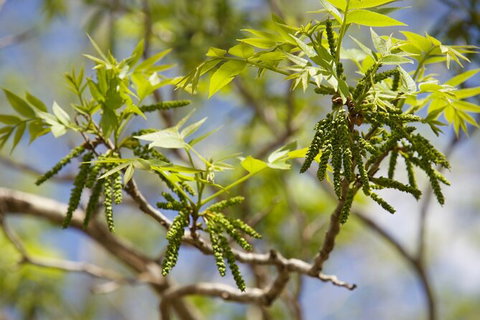 Pecan Farm Tour And Workshop, Byron Bay Hinterland - Australia Accommodation 2