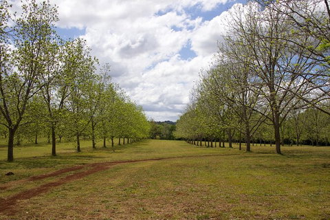 Pecan Farm Tour And Workshop, Byron Bay Hinterland - Australia Accommodation 6