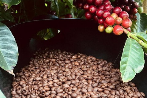 Coffee Farm Tour And Workshop, Byron Bay Hinterland - Australia Accommodation 1