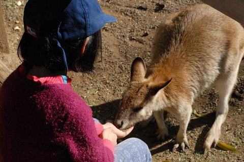 Blue Mountains Highlights & Featherdale Wildlife Park - Australia Accommodation 6