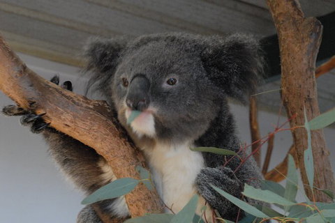 Blue Mountains Highlights & Featherdale Wildlife Park - Australia Accommodation 1