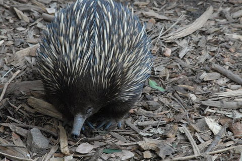 Blue Mountains Highlights & Featherdale Wildlife Park - Australia Accommodation 3