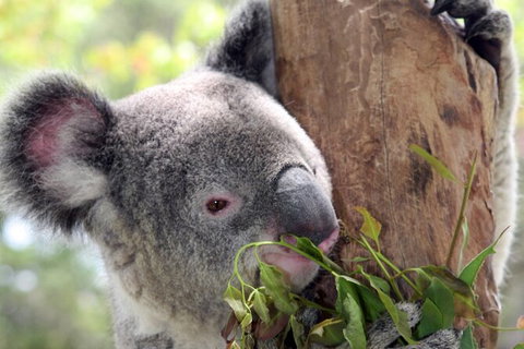 Private 10-hour Tour To Blue Mountains From Sydney - Hotel Pick Up & Drop Off - Australia Accommodation 2