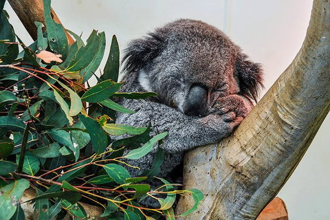 Blue Mountains Highlights, Wildlife Park And Scenic World Full Day Private Tour - Australia Accommodation 1