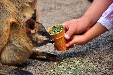 Blue Mountains Highlights, Wildlife Park And Scenic World Full Day Private Tour - Australia Accommodation 3