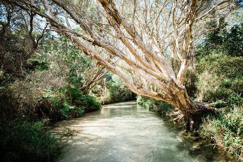 All-Inclusive Fraser Island Day Tour - Australia Accommodation 5