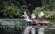 Serenity Cruise To Australia\'s Everglades - thumb 4