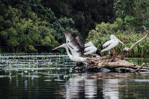 Serenity Cruise To Australia\'s Everglades - Australia Accommodation 4