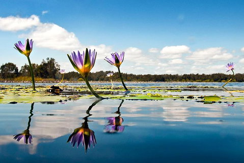 Serenity Cruise To Australia\'s Everglades - Australia Accommodation 7