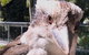 Springbrook And Mt Tamborine Adventure Tour - Bring The Kids!! - thumb 5