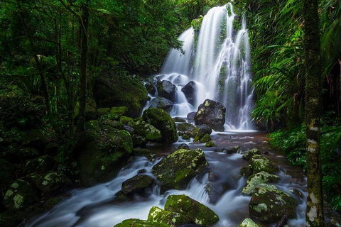 Springbrook And Mt Tamborine Adventure Tour - Bring The Kids!! - Australia Accommodation 11