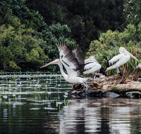 Everglades Eco Safari to Australia's Everglades - Australia Accommodation