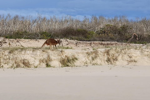Bribie Island Beach & Bunker Tour - Australia Accommodation 1