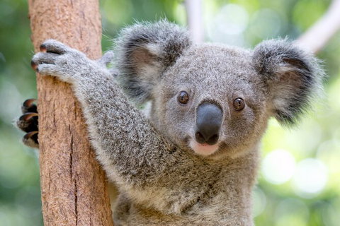 Currumbin Wildlife Sanctuary General Entry Ticket - Australia Accommodation 17