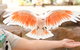 Currumbin Wildlife Sanctuary General Entry Ticket - thumb 18