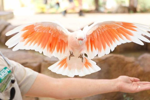 Currumbin Wildlife Sanctuary General Entry Ticket - Australia Accommodation 18