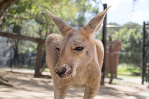Currumbin Wildlife Sanctuary General Entry Ticket - Australia Accommodation 9