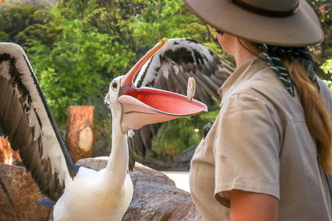 Currumbin Wildlife Sanctuary General Entry Ticket - Australia Accommodation 19