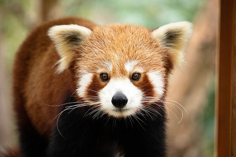 Currumbin Wildlife Sanctuary General Entry Ticket - Australia Accommodation 3