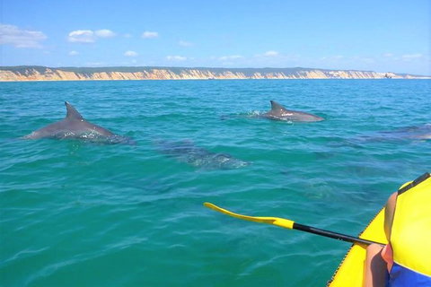 Kayak With Dolphins And 4WD Great Beach Drive Day Trip From Noosa - Australia Accommodation 11