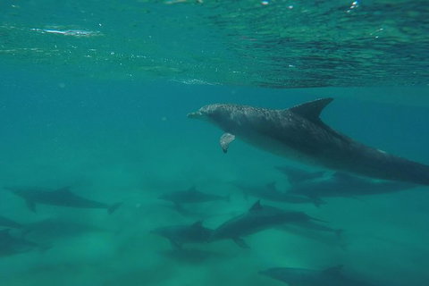 Kayak With Dolphins And 4WD Great Beach Drive Day Trip From Noosa - Australia Accommodation 10