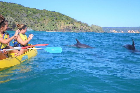 Kayak With Dolphins And 4WD Great Beach Drive Day Trip From Noosa - Australia Accommodation 5