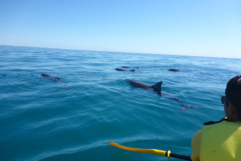 Kayak With Dolphins And 4WD Great Beach Drive Day Trip From Noosa - Australia Accommodation 14