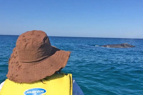 Kayak With Dolphins And 4WD Great Beach Drive Day Trip From Noosa - Australia Accommodation 2
