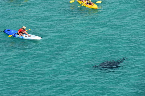 Kayak With Dolphins And 4WD Great Beach Drive Day Trip From Noosa - Australia Accommodation 18