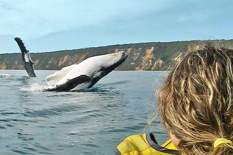 Kayak With Dolphins And 4WD Great Beach Drive Day Trip From Noosa - Australia Accommodation 1