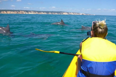 Kayak With Dolphins And 4WD Great Beach Drive Day Trip From Noosa - Australia Accommodation 0