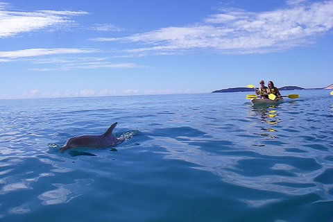 Kayak With Dolphins And 4WD Great Beach Drive Day Trip From Noosa - Australia Accommodation 7