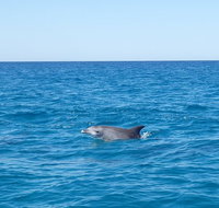 Noosa Wild Dolphin Safari - Australia Accommodation
