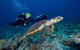 Great Keppel Island Day Trip Bundle From Yeppoon - thumb 4