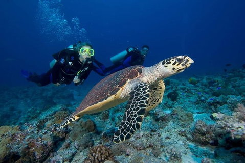 Great Keppel Island Day Trip Bundle From Yeppoon - Australia Accommodation 4