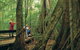 Full Day Small Group Luxury Tour To Tamborine Mountain - thumb 5