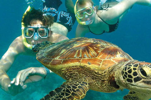 8-Day Cairns Tour: Great Barrier Reef, Kuranda, Daintree Rainforest - Australia Accommodation 2