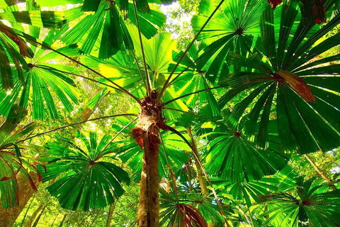 Private Daintree National Park Day Tour From Cairns Including Cape Tribulation And Mossman Gorge - Australia Accommodation 2