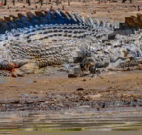 Solar Whisper Daintree River Crocodile and Wildlife Cruise - Australia Accommodation