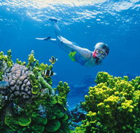 Full Day Snorkel In The Great Barrier Reef - Australia Accommodation