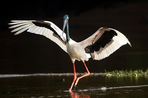 Daintree River - Private Photography Cruise - Australia Accommodation 0