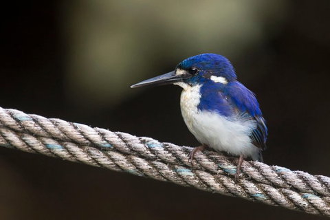 Daintree River - Private Photography Cruise - Australia Accommodation 1
