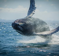 2-Hour Guided Whale Watching Tour at Noosa - Australia Accommodation