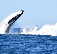 Noosa Whale Watching - Australia Accommodation