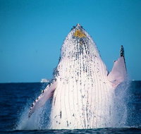 Whale Watching Cruise from Mooloolaba - Australia Accommodation